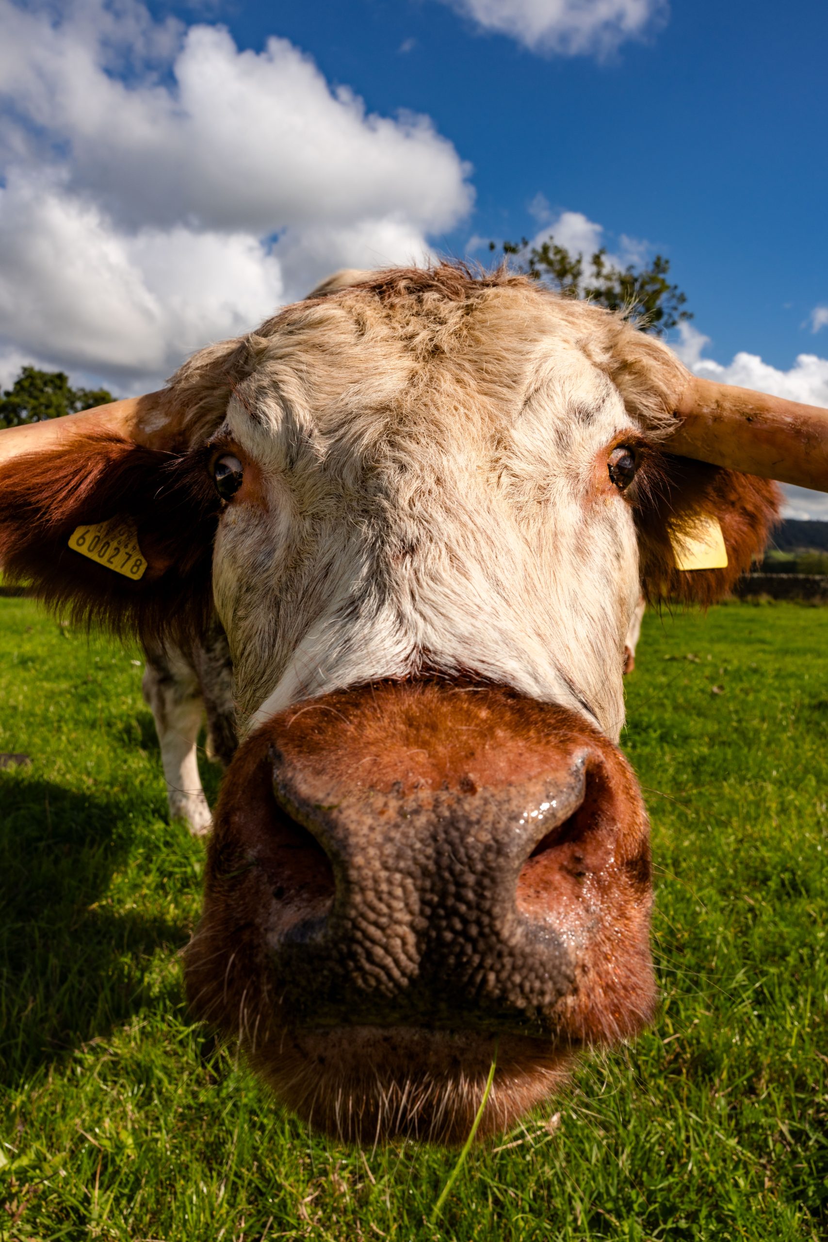 A close shot of the cow's face