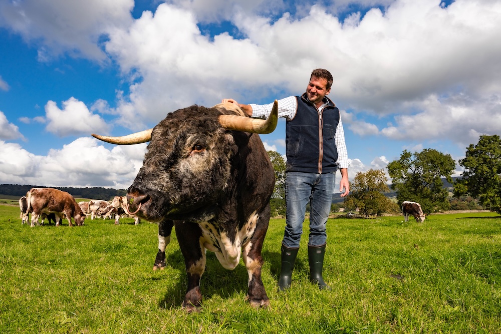 A image of a farmer stood patting the back of a cow with long horns in a green field against the blue sky.