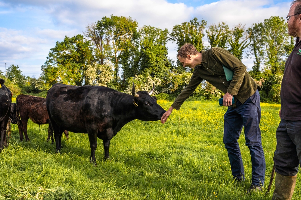 The Hawksmoor founder Huw pictured in a green meadow letting a small black cow smell his hand on a summers day.