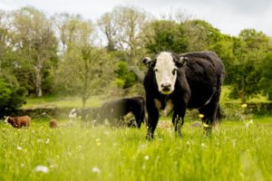 British Cow - Farm visit 2024