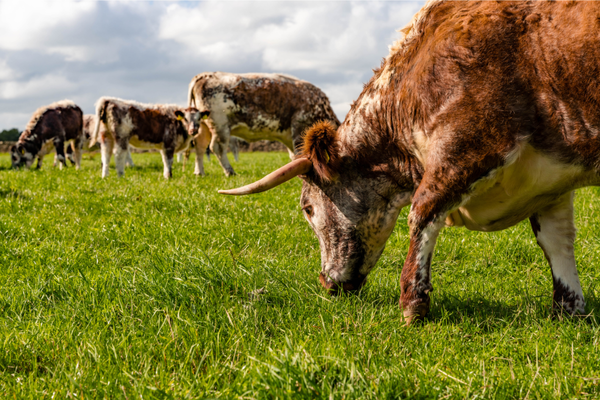 RARE and native BREEDs 13