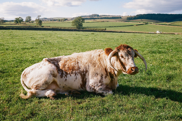 RARE and native BREEDs 7 One of the Hawksmoor Cows laying down