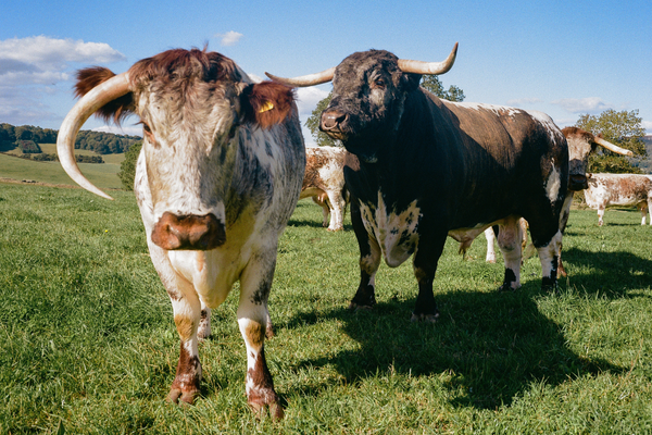 RARE and native BREEDs 4 A pair of Hawksmoor cows