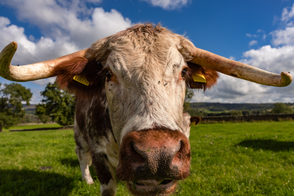 RARE and native BREEDs 5 Close-up of one of our Hawksmoor Cows.