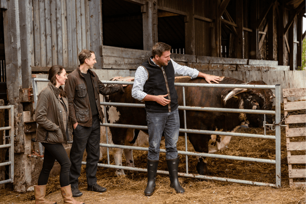 RARE and native BREEDs 6 Showcasing one of the cows at the farm