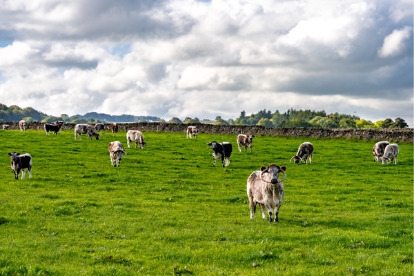 RARE and native BREEDs 8