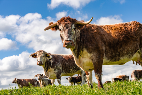 Rare breed cows shot against the green meadow and blue sky